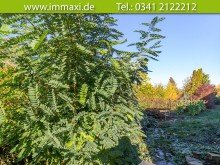 Grundst�ck-Lindenthal-zum-Kauf-(2) LINDENTHAL + GROSSES GRUNDST�CK IN SIEDLUNGSLAGE ZUM KAUF